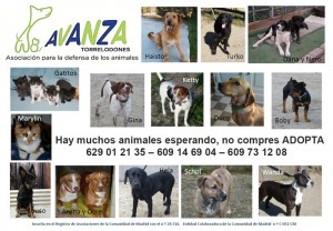 Avanza Torrelodones presenta sus perros y gatos para adopción