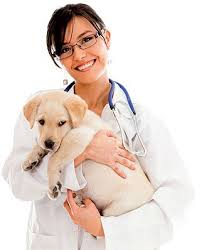 Campaña de vacunación antirrábica e identificación animal 2013