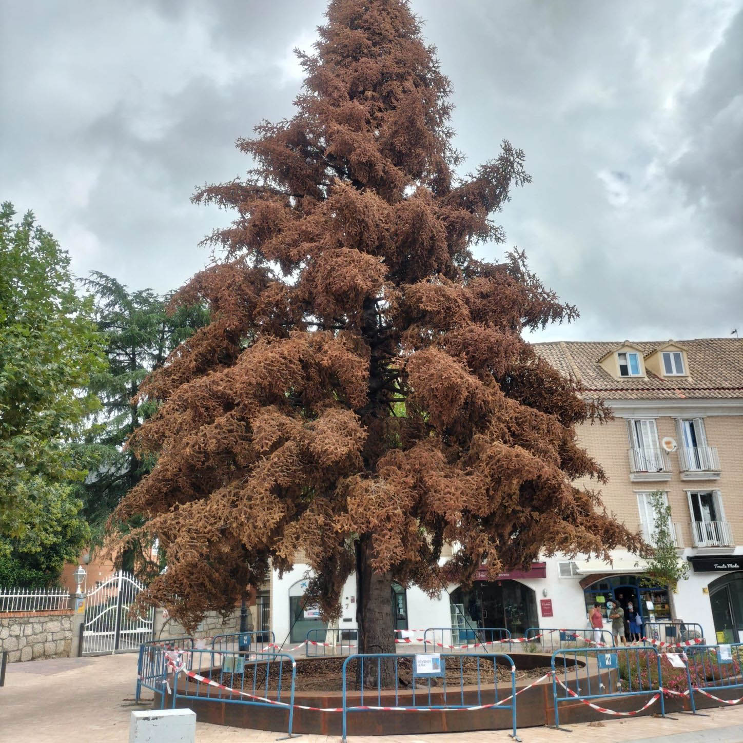 La tala de árboles por obras en Torrelodones vuelve a generar críticas |  Torrelodones.info